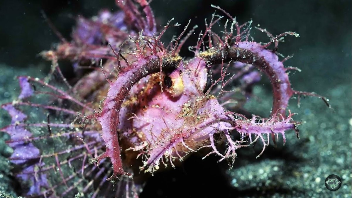 Рыба скорпена Амбона