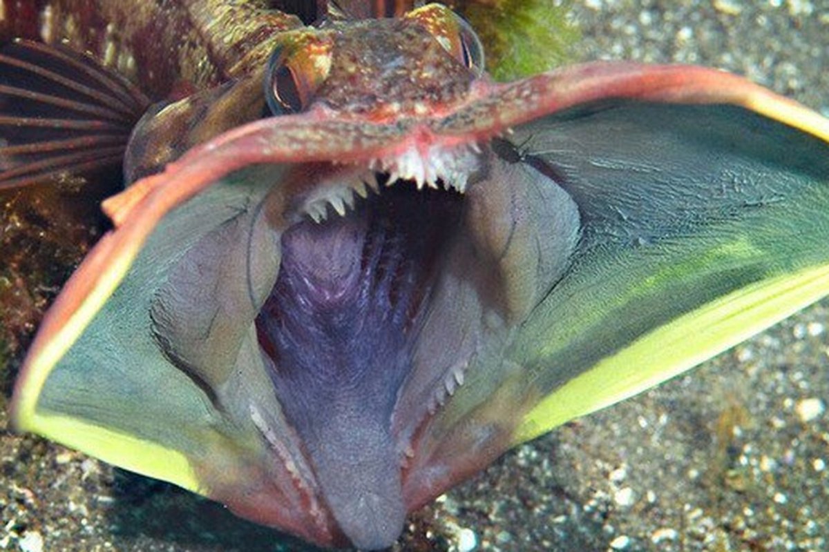 Щучья морская собачка (Neoclinus blanchardi)