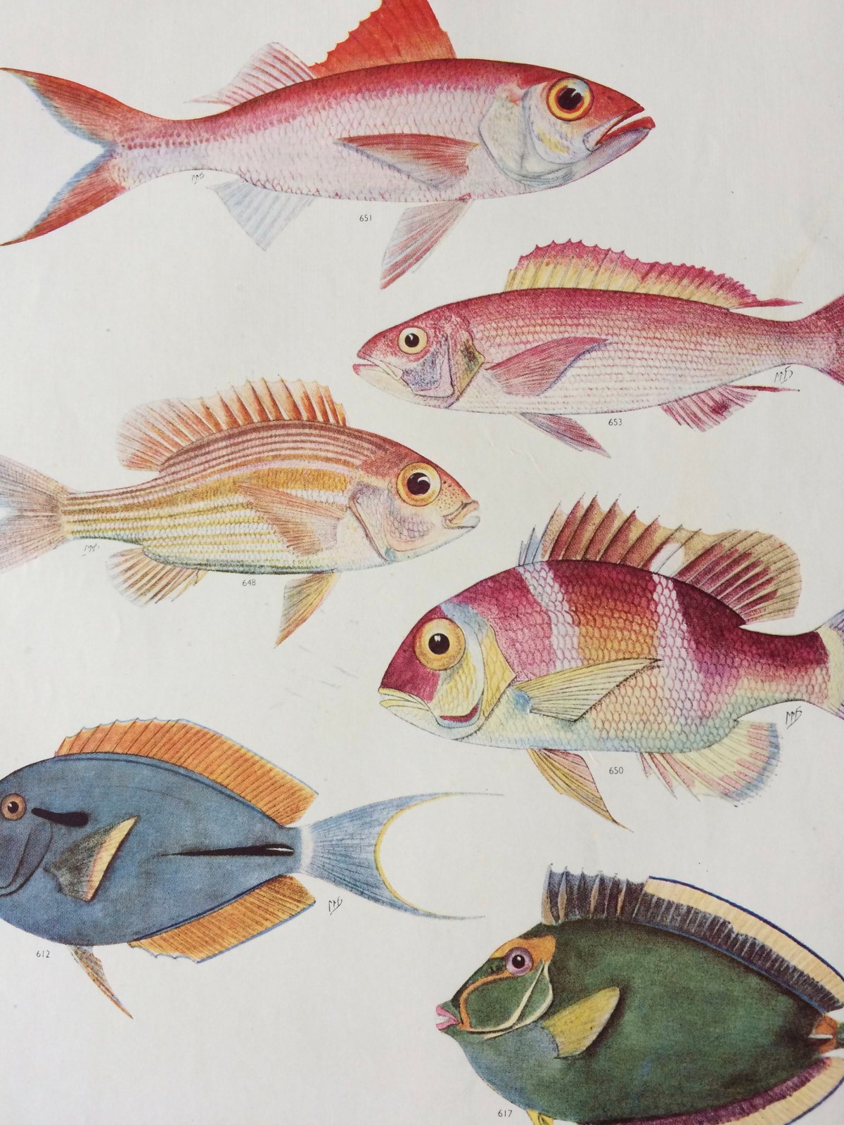 Наклейка рыбки