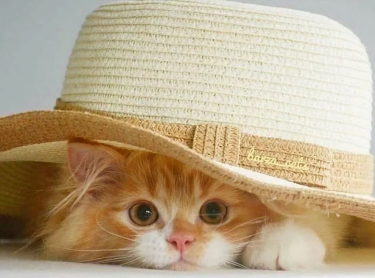 Котенок под шляпой