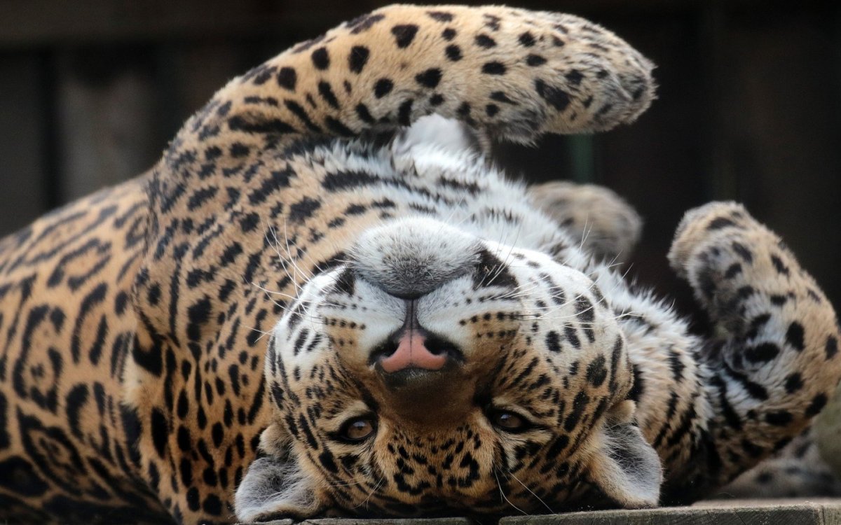 Хищные животные