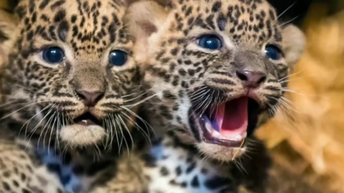 Леопард самка