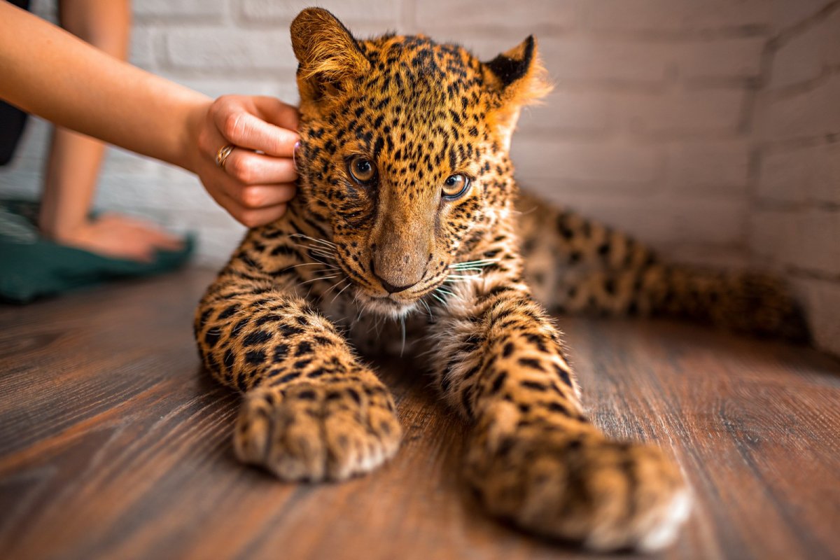 Берберийский леопард