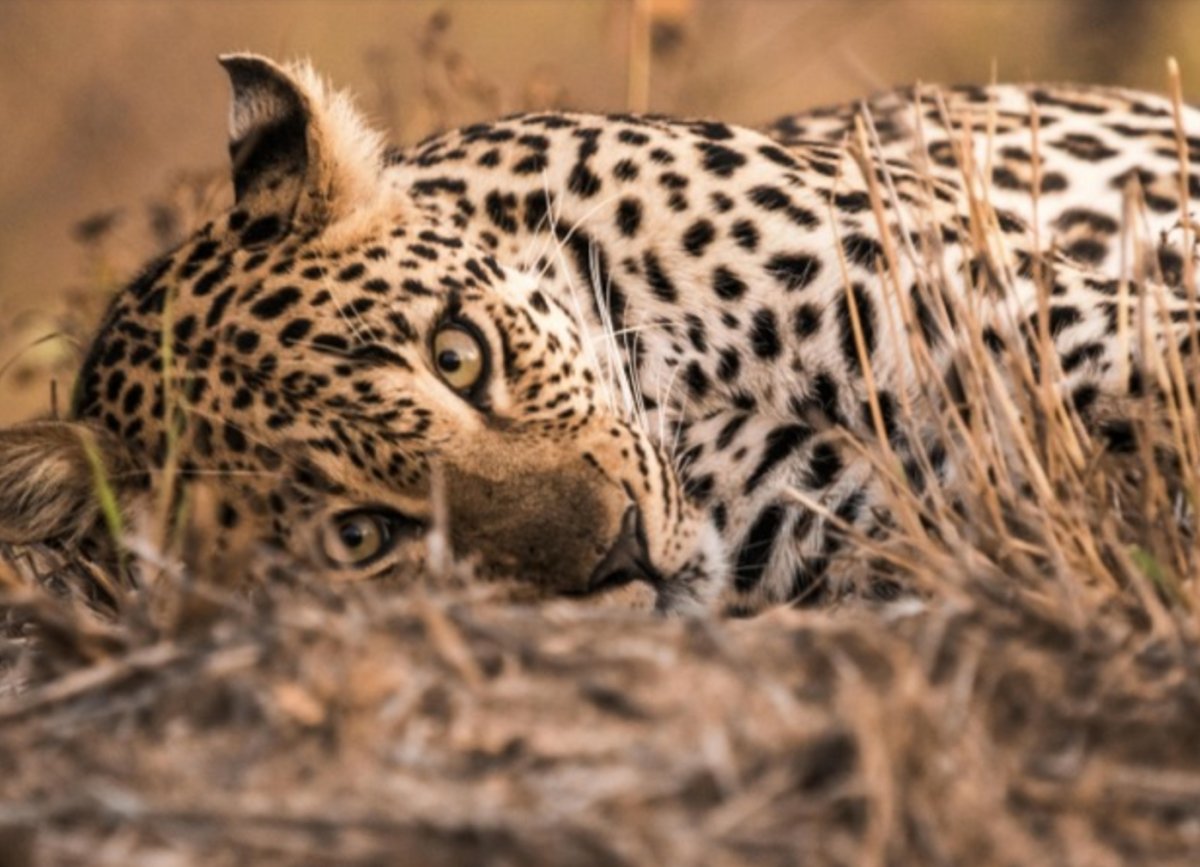 Анатолийский леопард