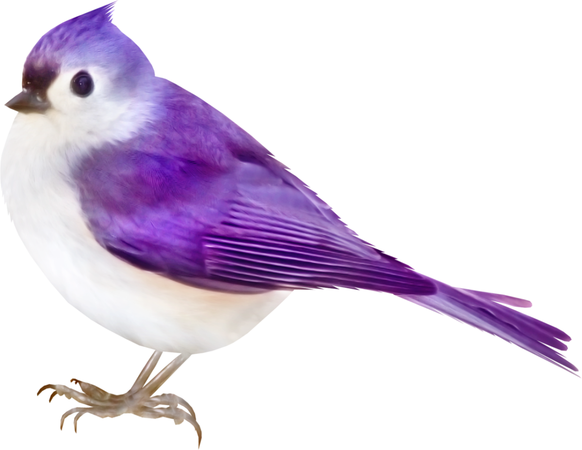 Птички на прозрачном фоне