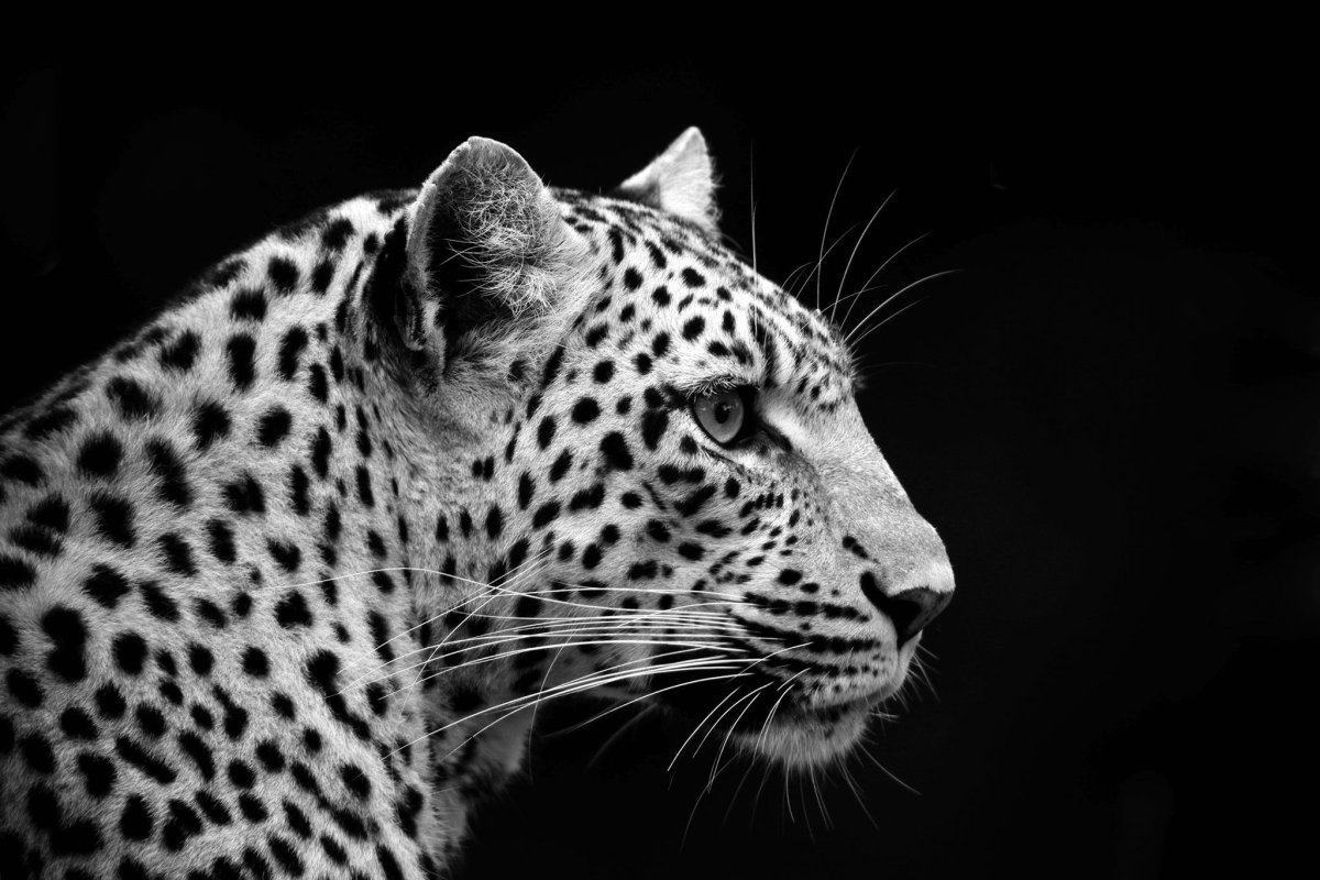 Берберийский леопард