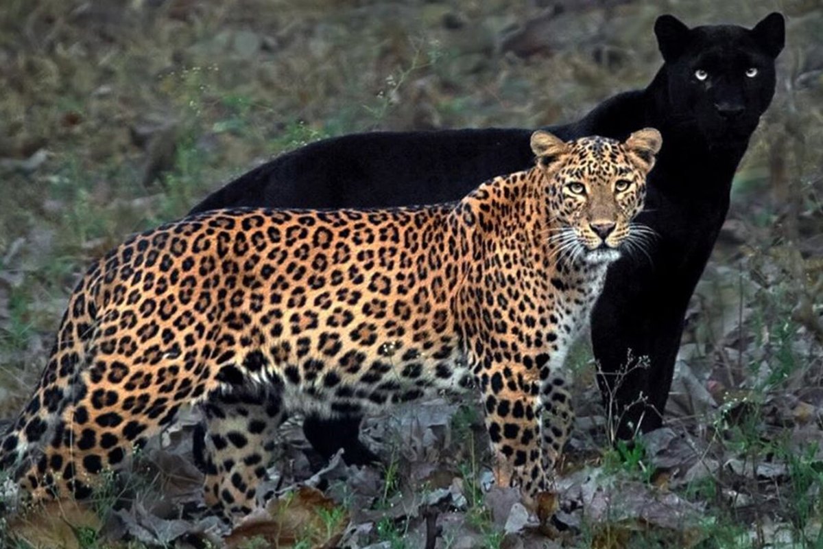 Леопард гепард Ягуар пантера отличия