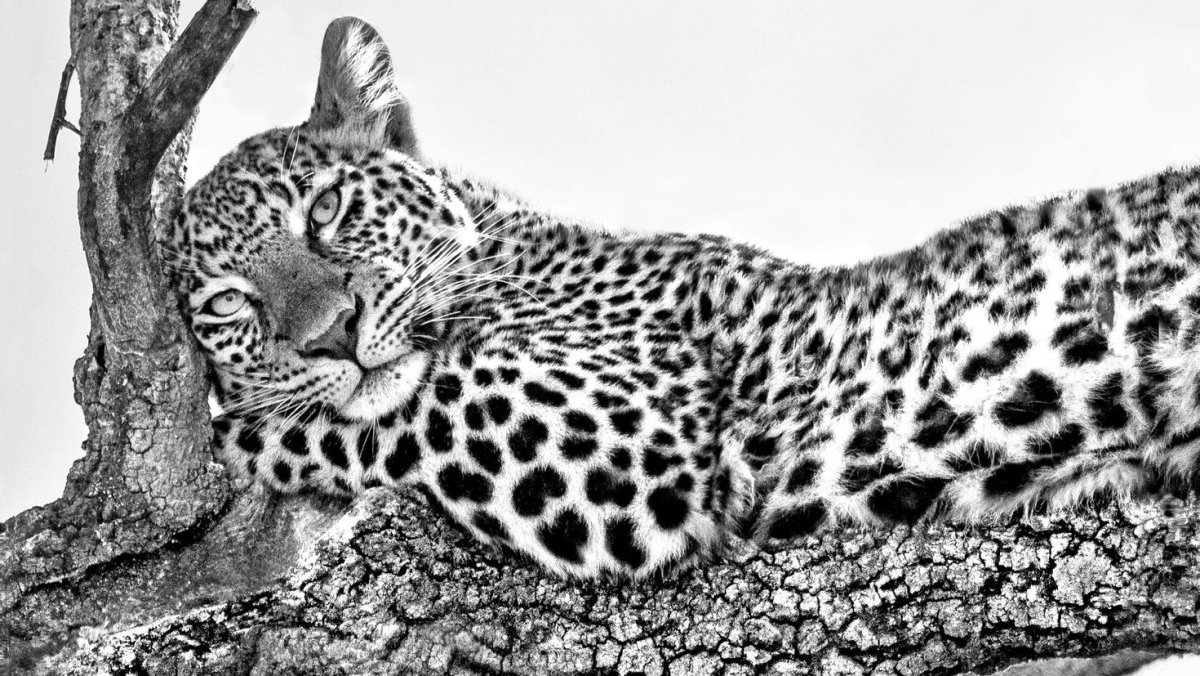 Черная пантера гепард