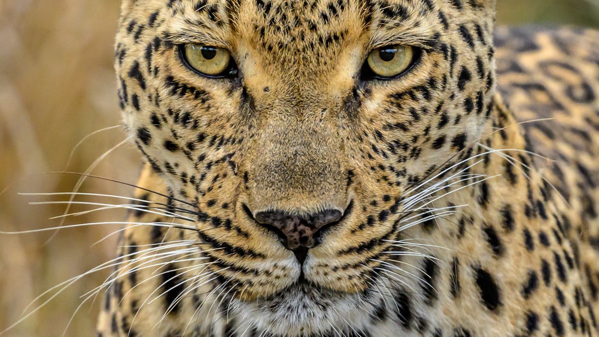 Ягуар животное оскал