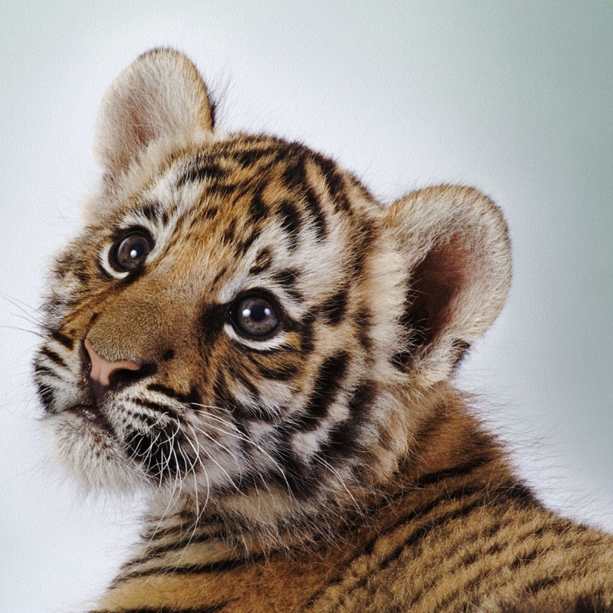 Маленький Тигренок