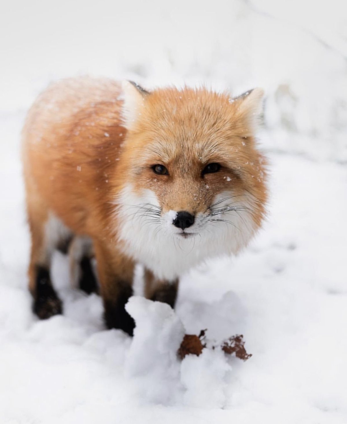 Домашняя лиса Джунипер