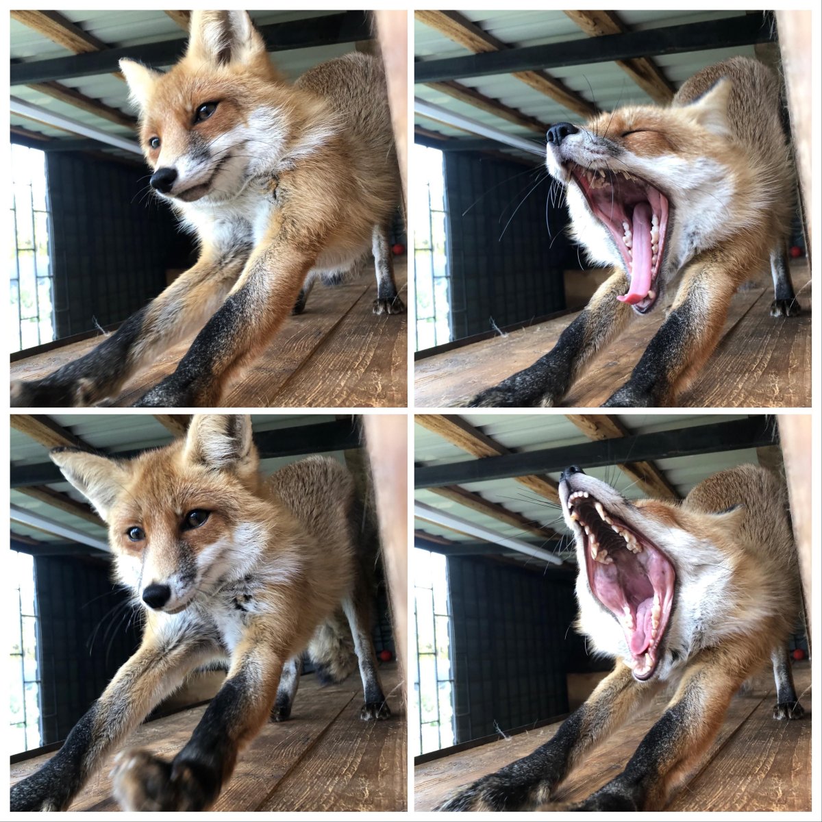 Страшный Лис