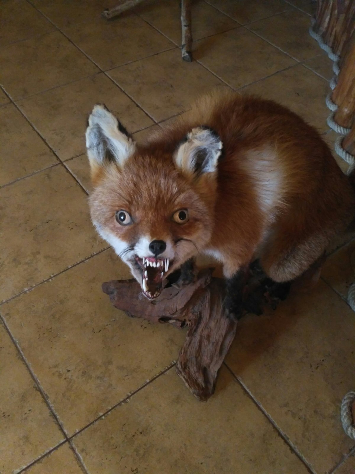 Белая и рыжая лиса