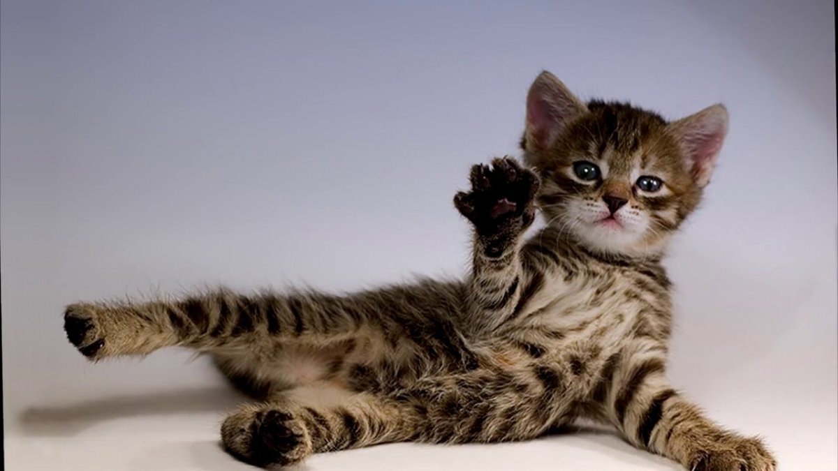 Кот Приветствие