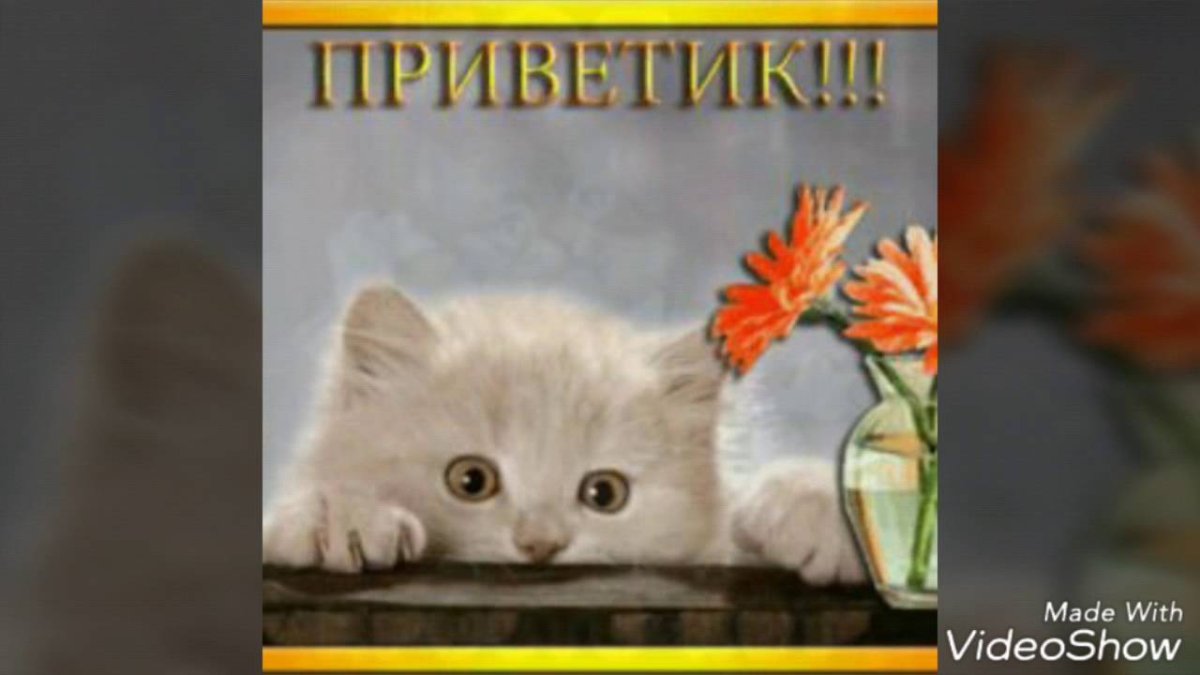 Котенок в кепке