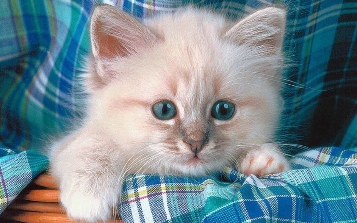 Привет котенок