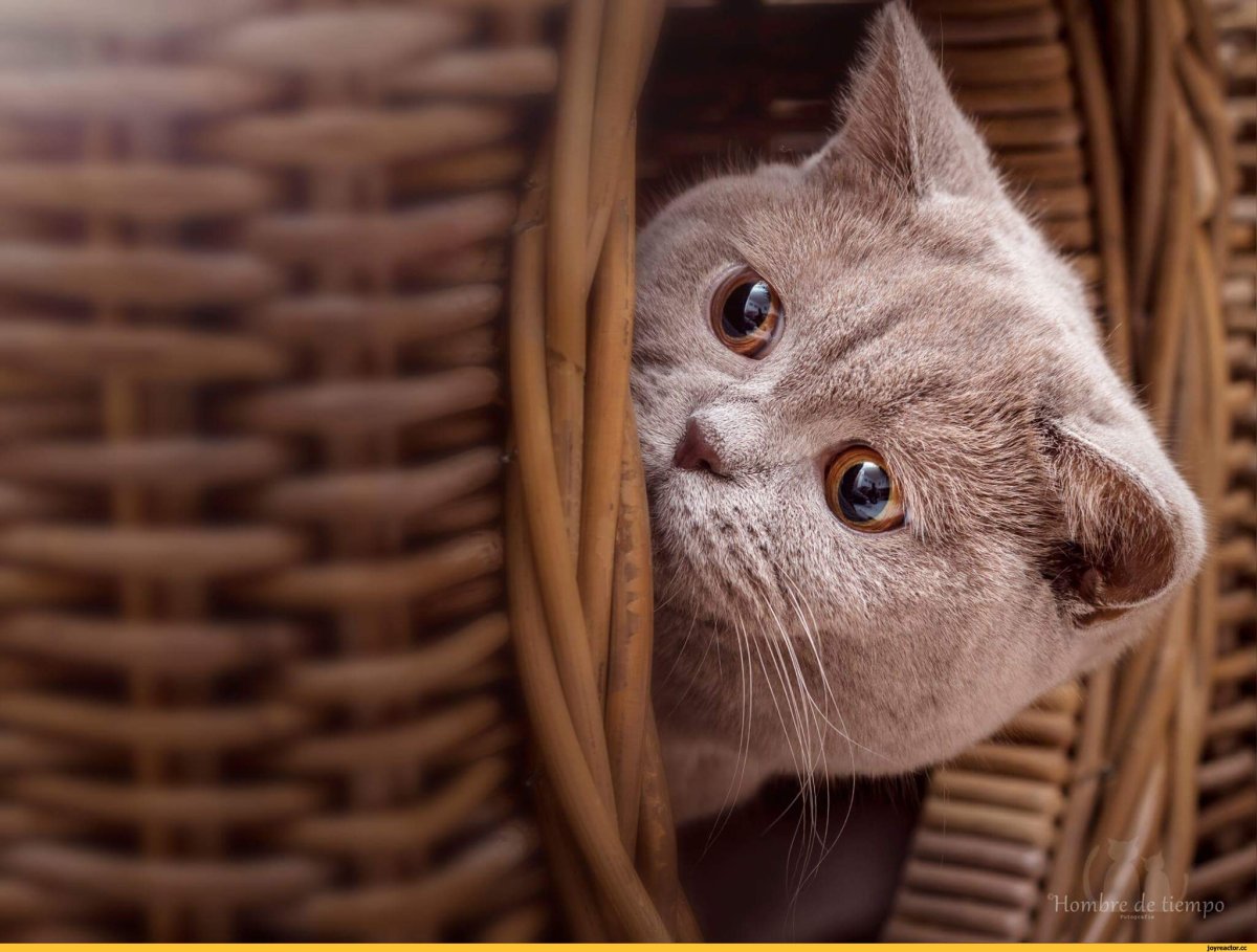 Приветствие рисунок