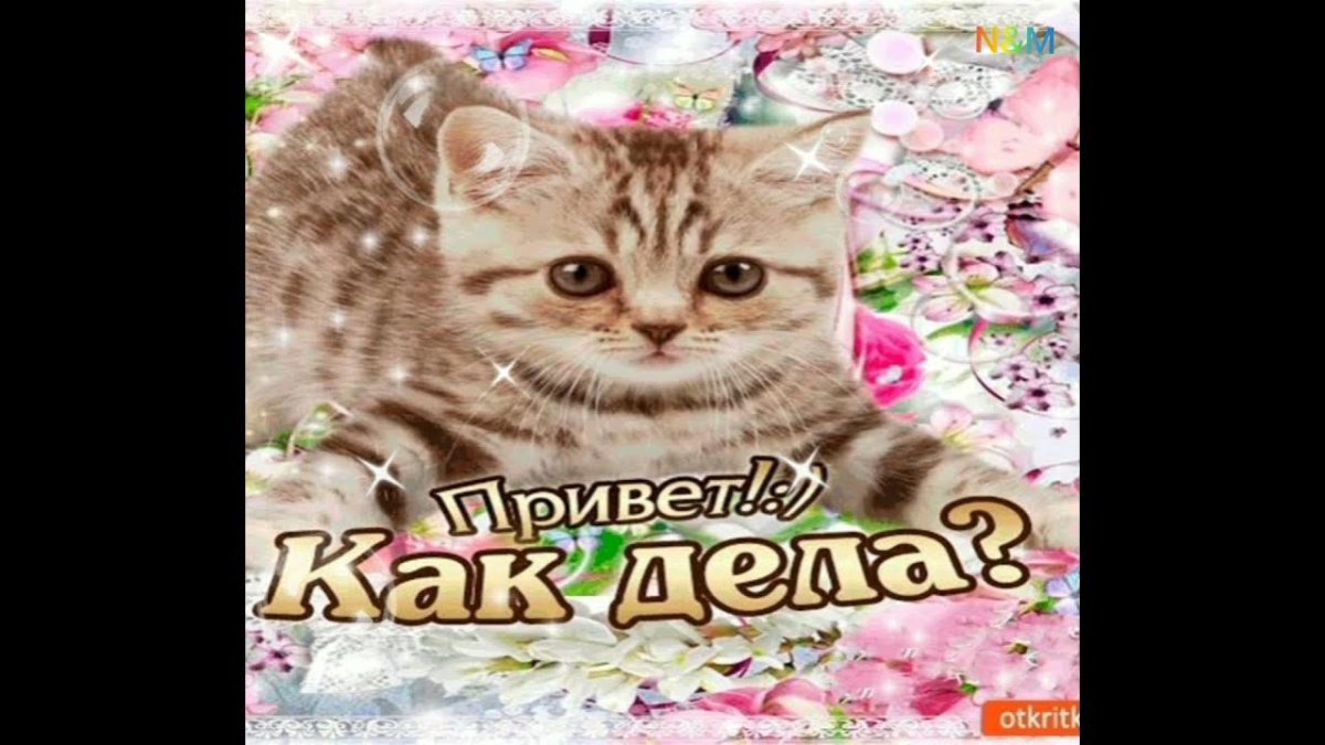 Приветики в картинках прикольные