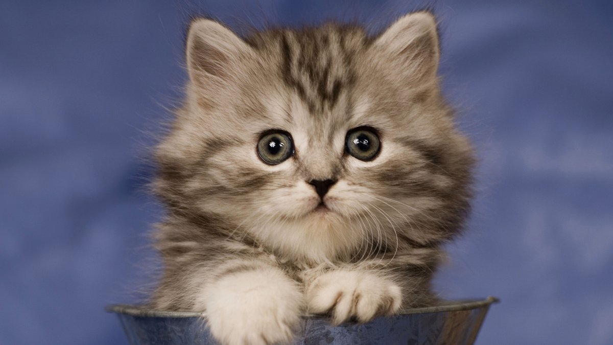 Милый котик с лапками