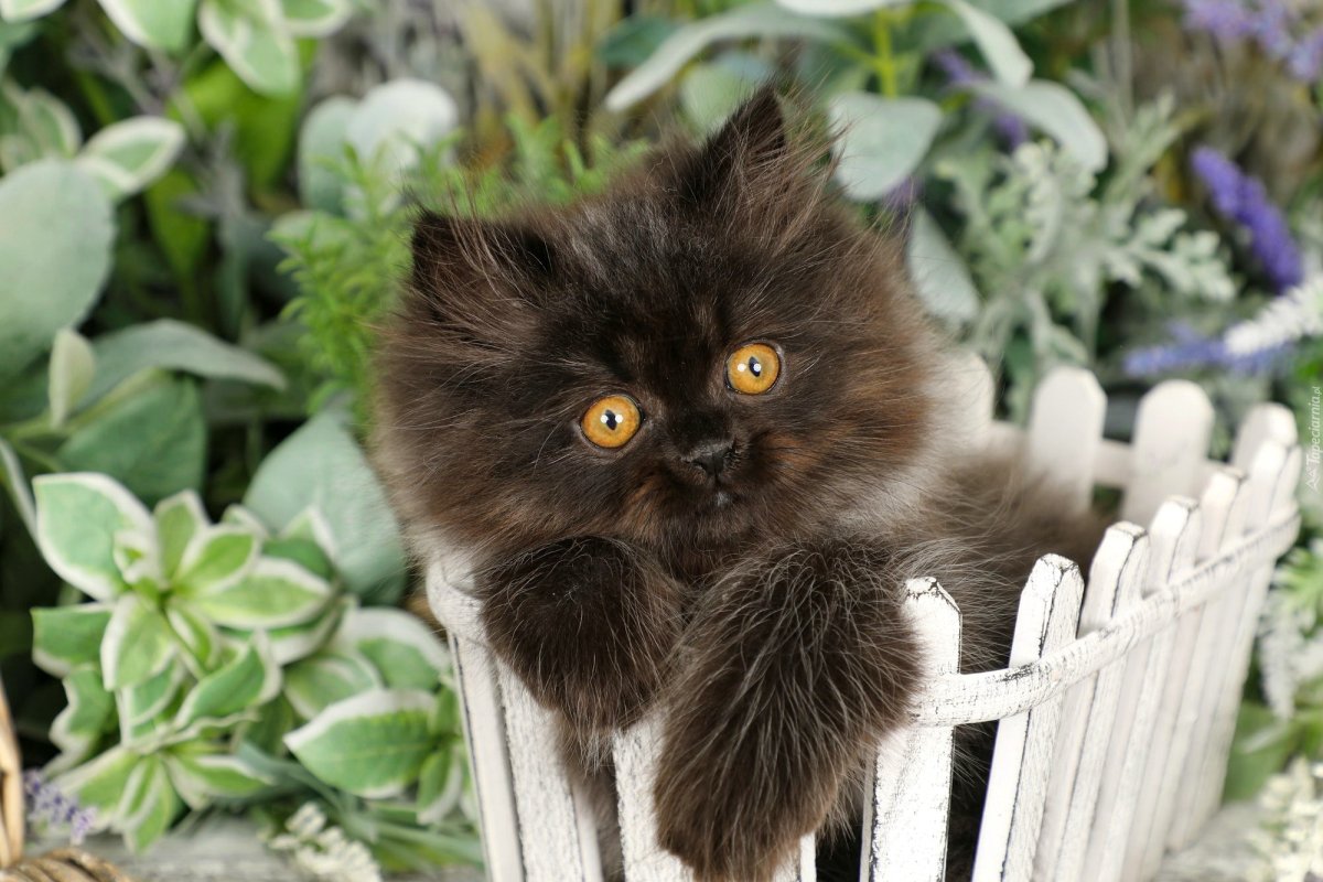 Привет как дела