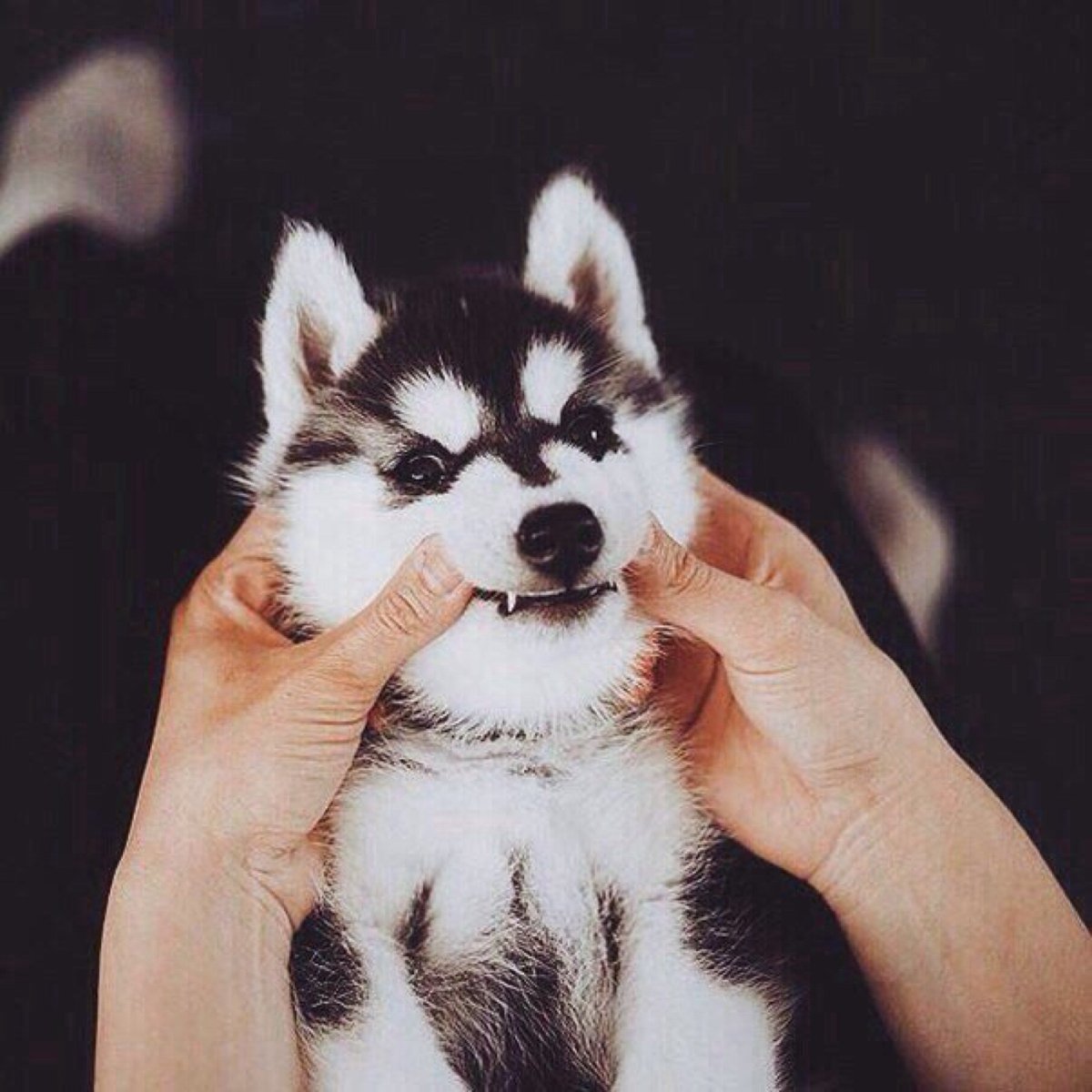 Маленький и милый щенок хаски