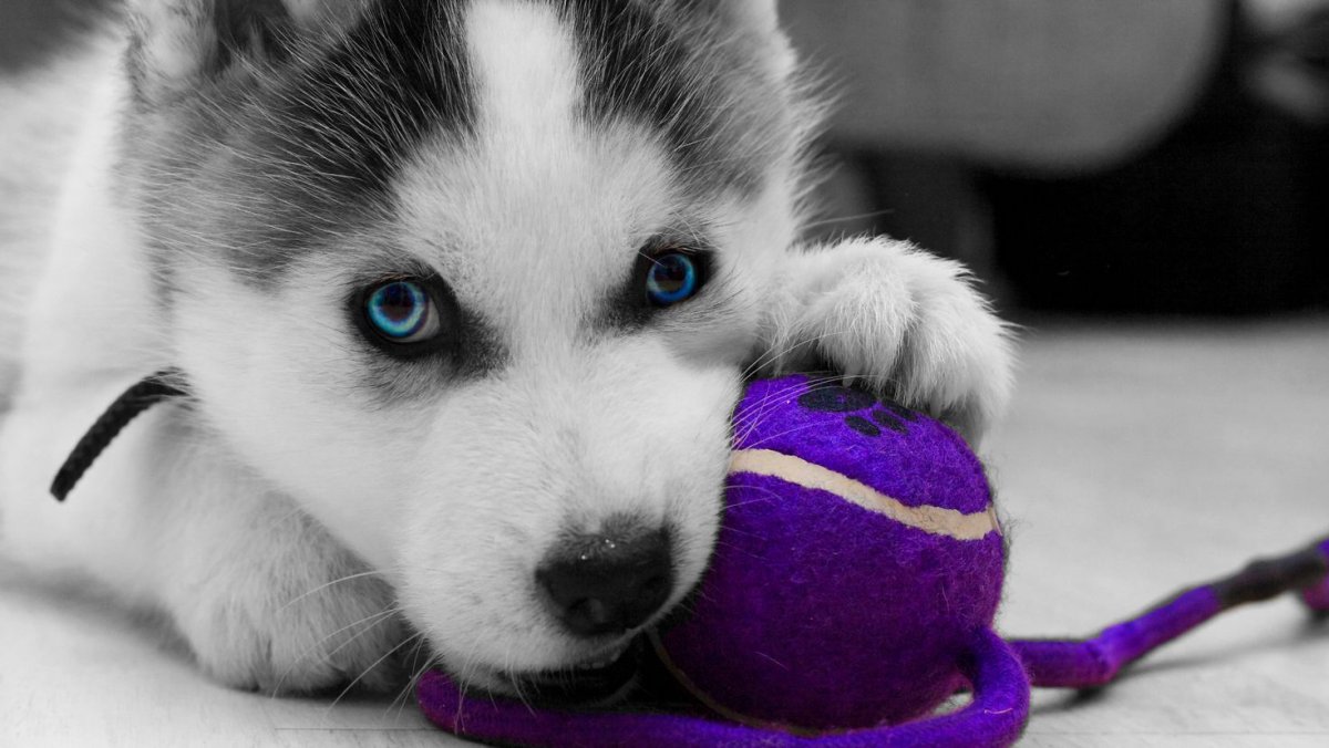 Милые собачки хаски