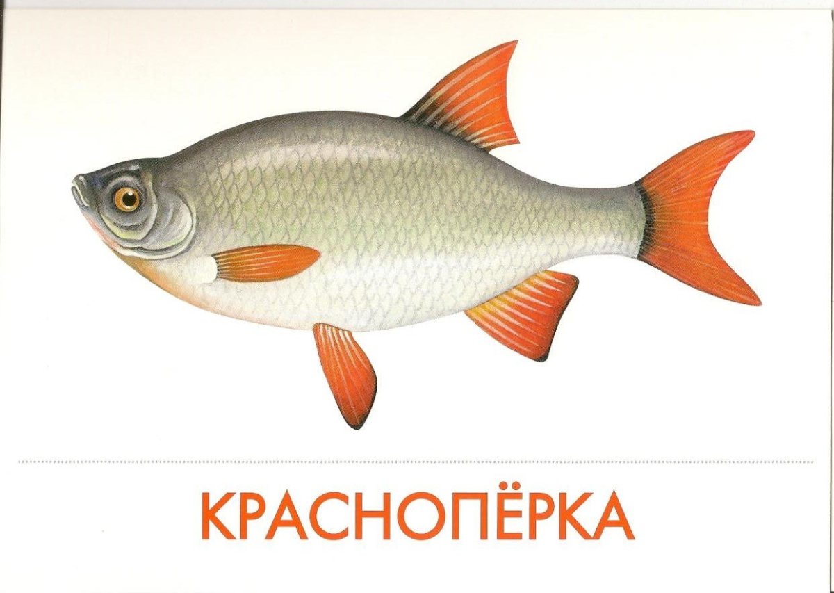 Разрезные картинки