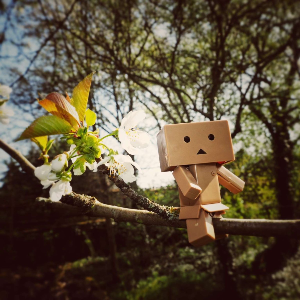 Фэмили Древо Фэмили генеалогическое