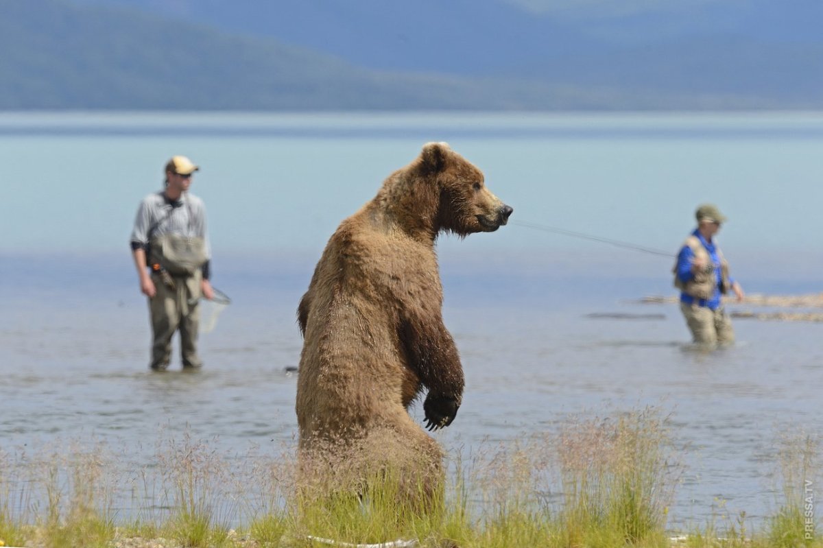 Медведи на Сахалине