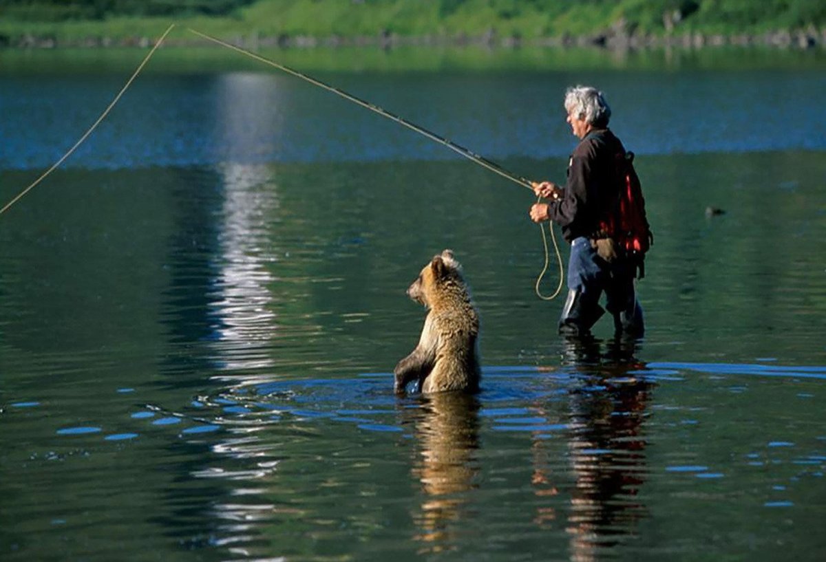 Медведь рыбачит