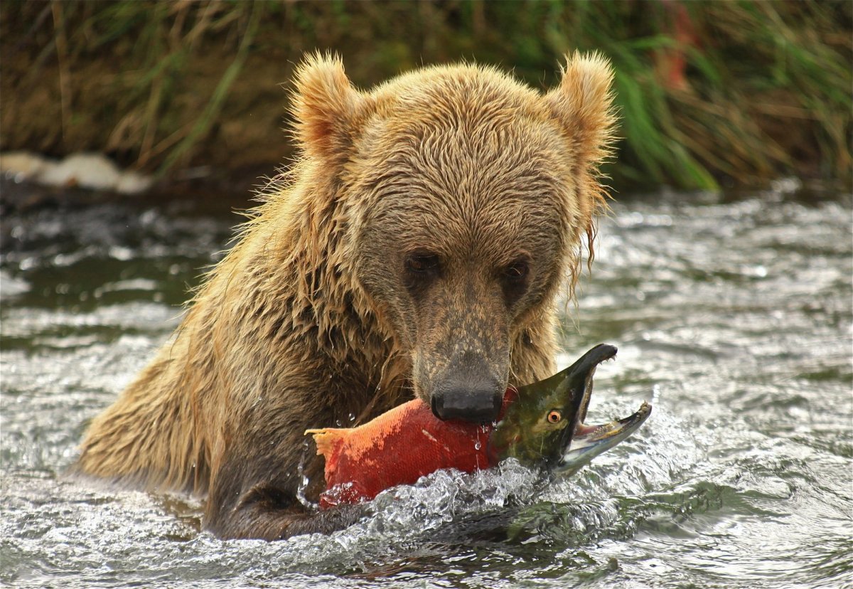 Медведь в лодке