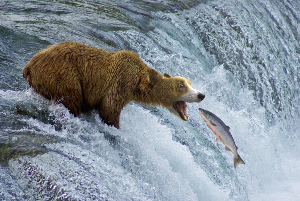 Река Енисей и медведь