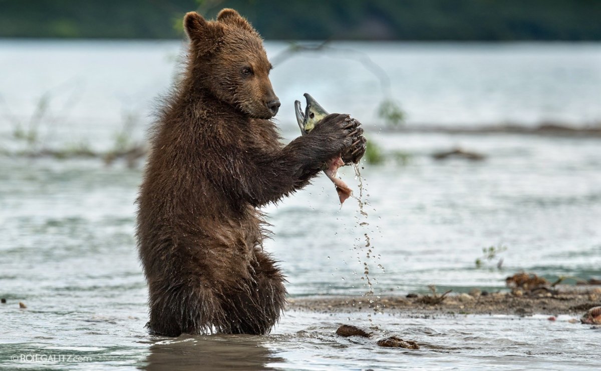 Бурый медведь рыболов