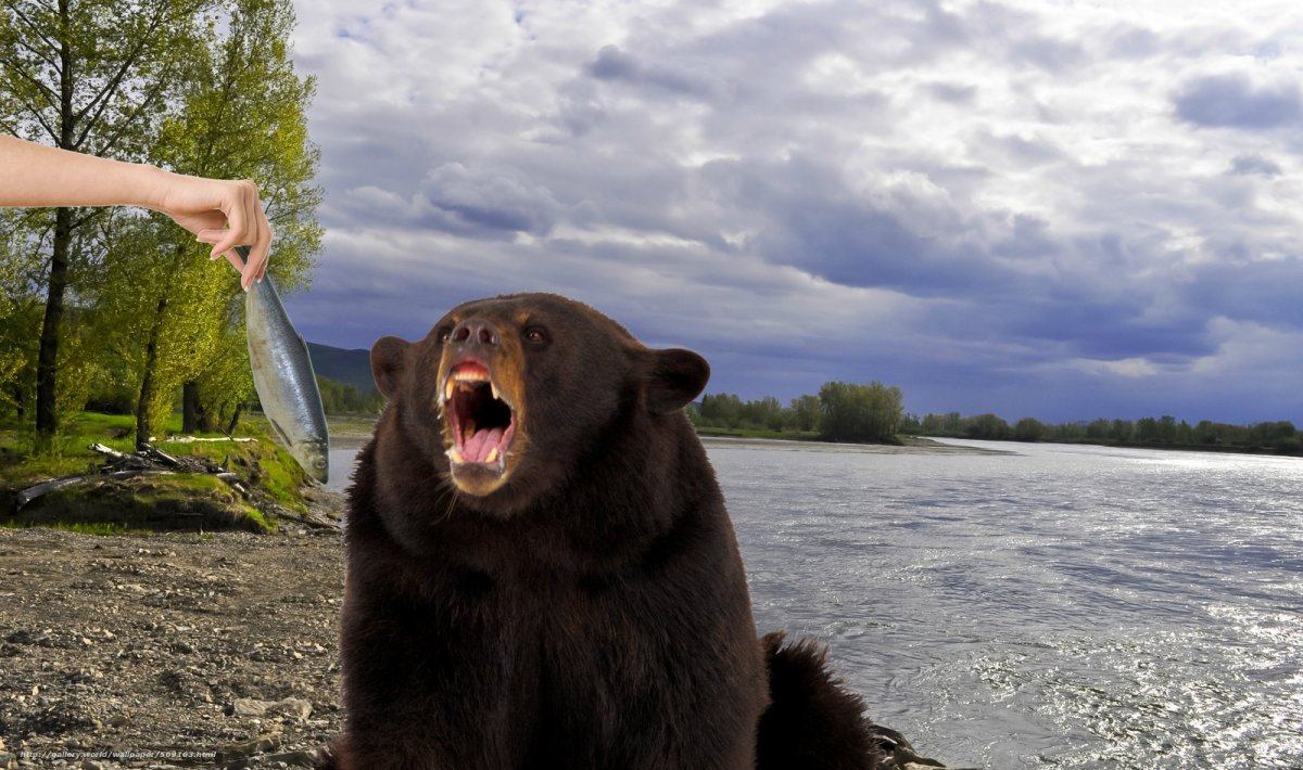 Медведь ловит форель