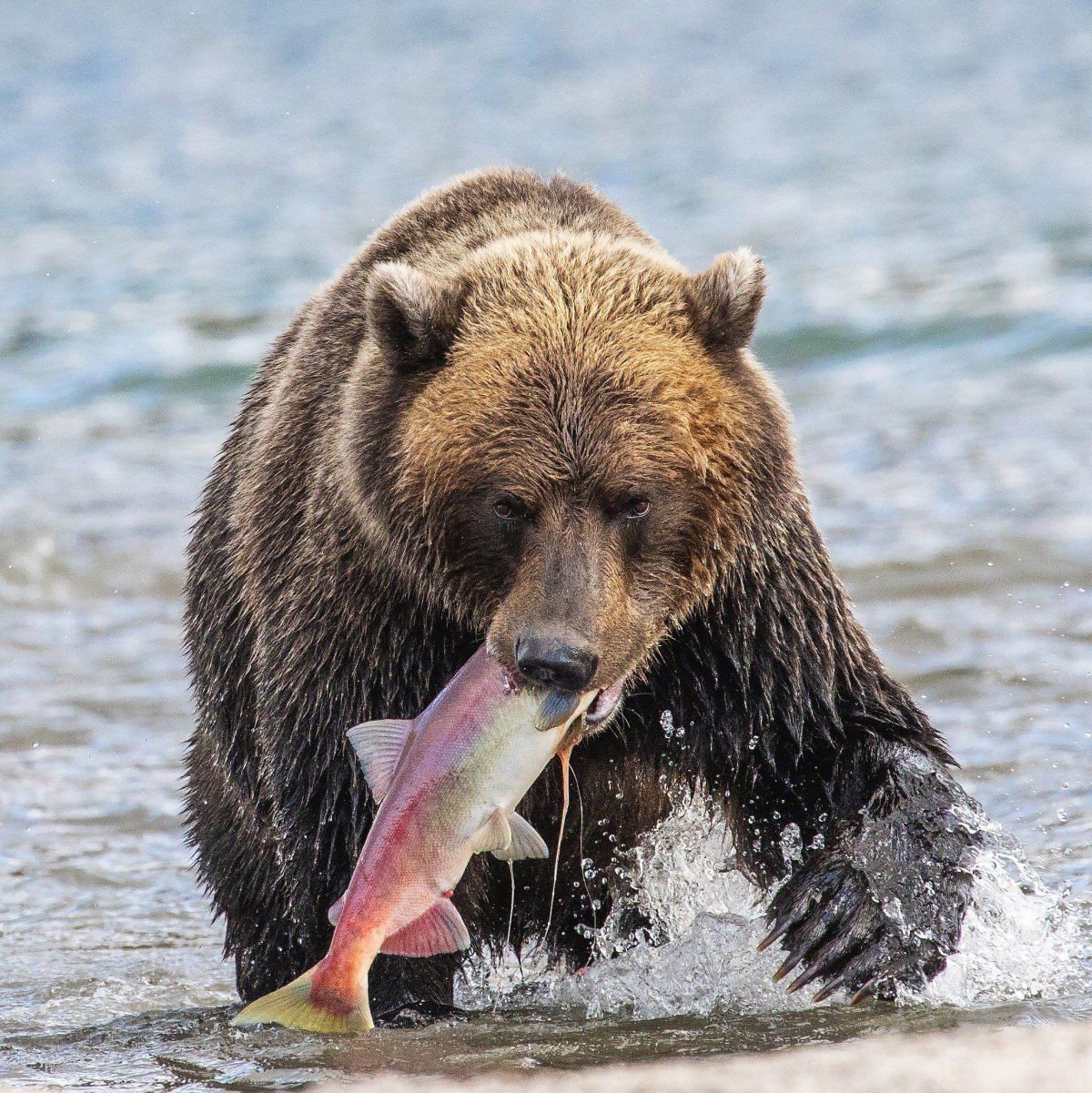 Мишка на рыбалке