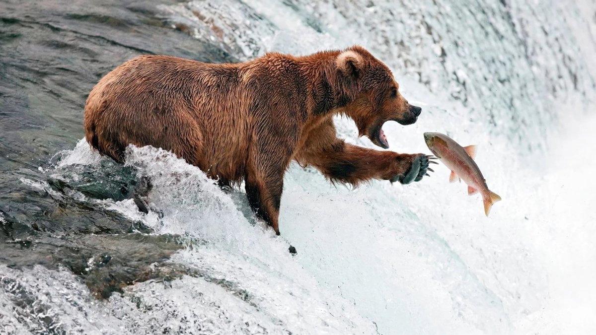 Медведь с рыбой