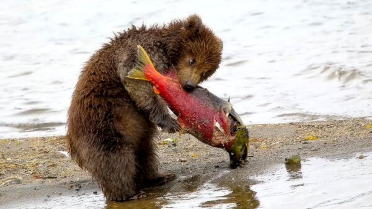 Демотиваторы про охоту смешные