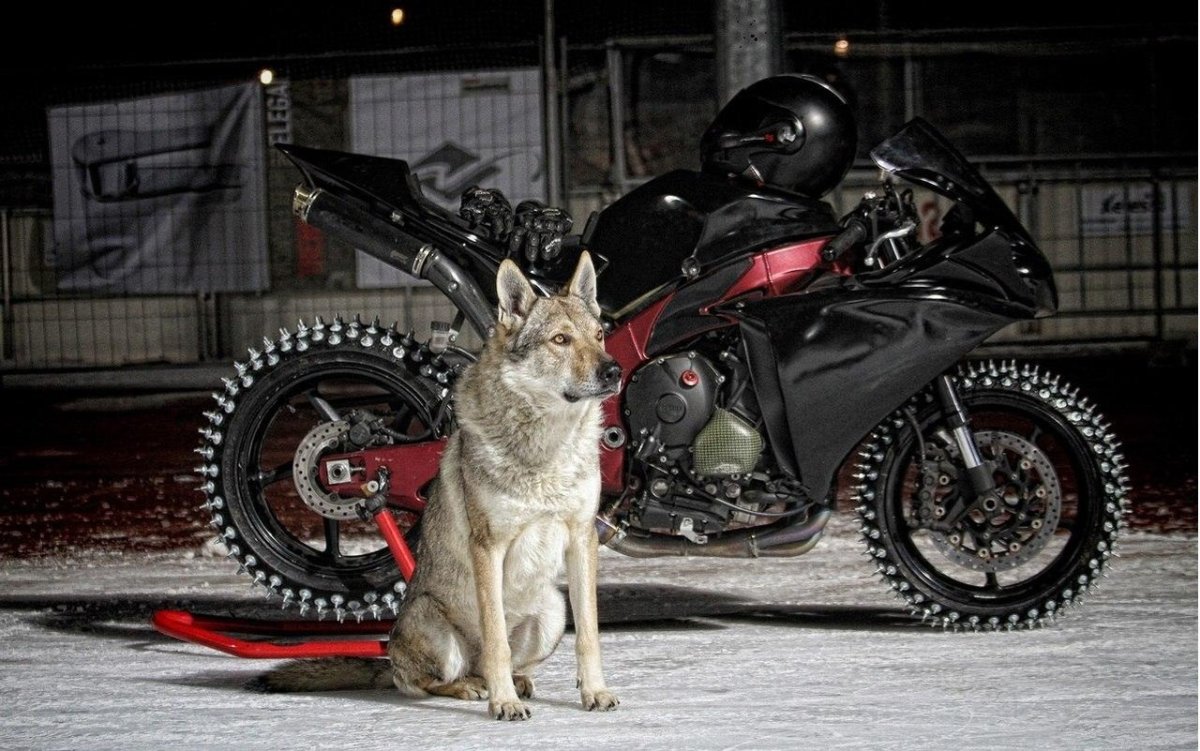 Волк байкер