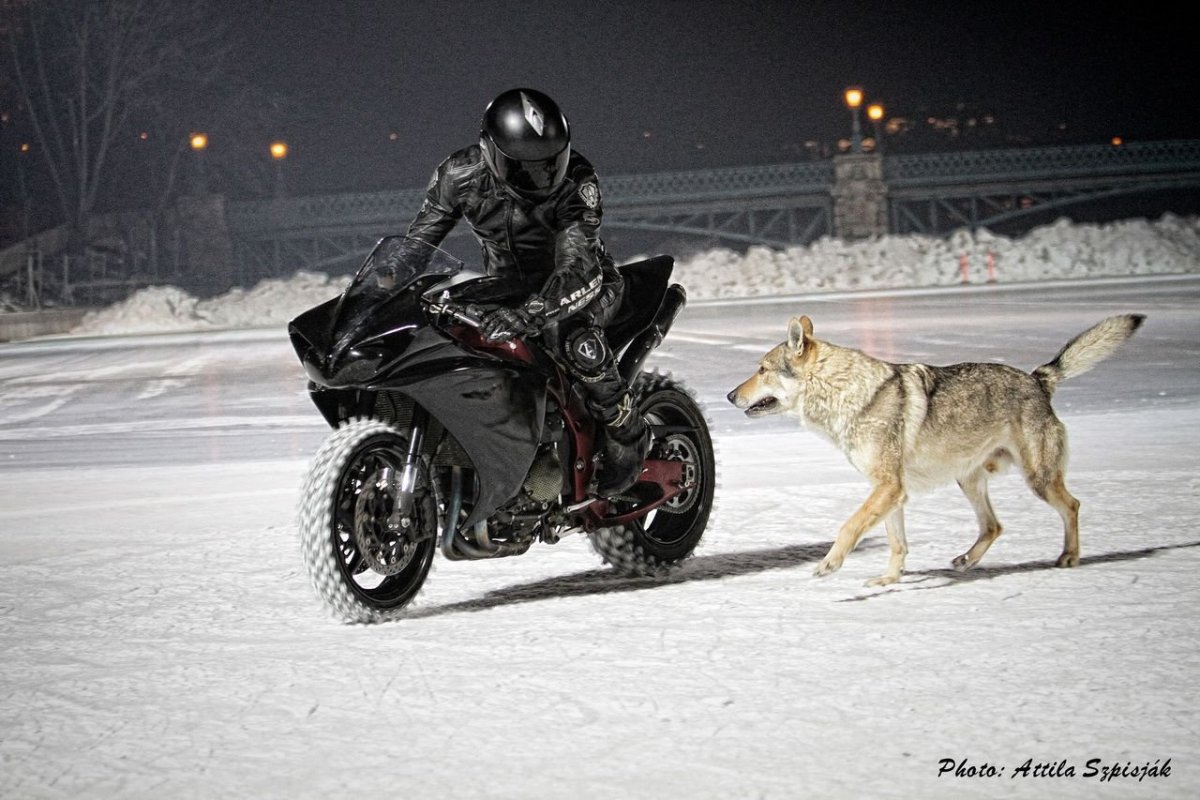 Волк на байке