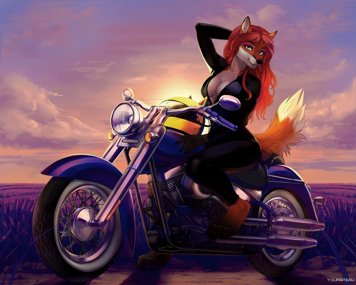 Котик на мотоцикле