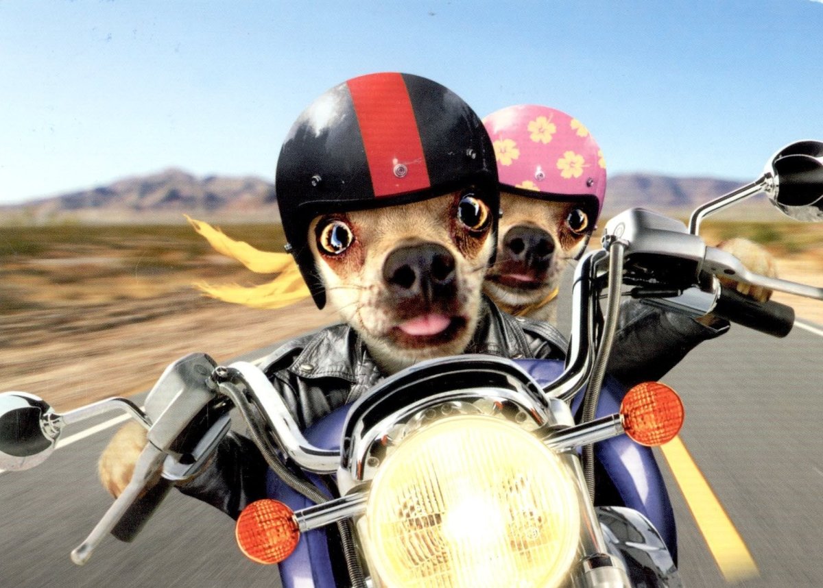 Чоппер собака