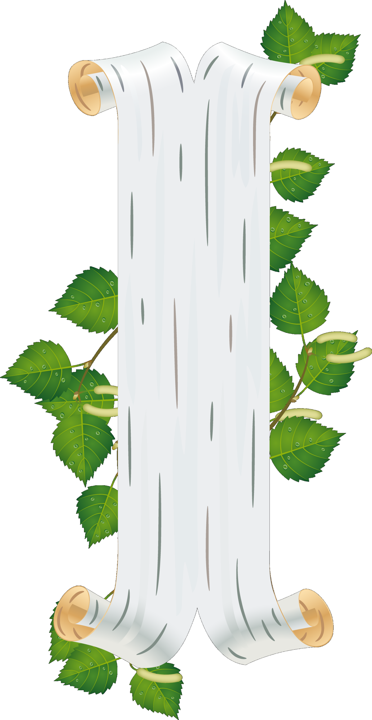 Береза клипарт