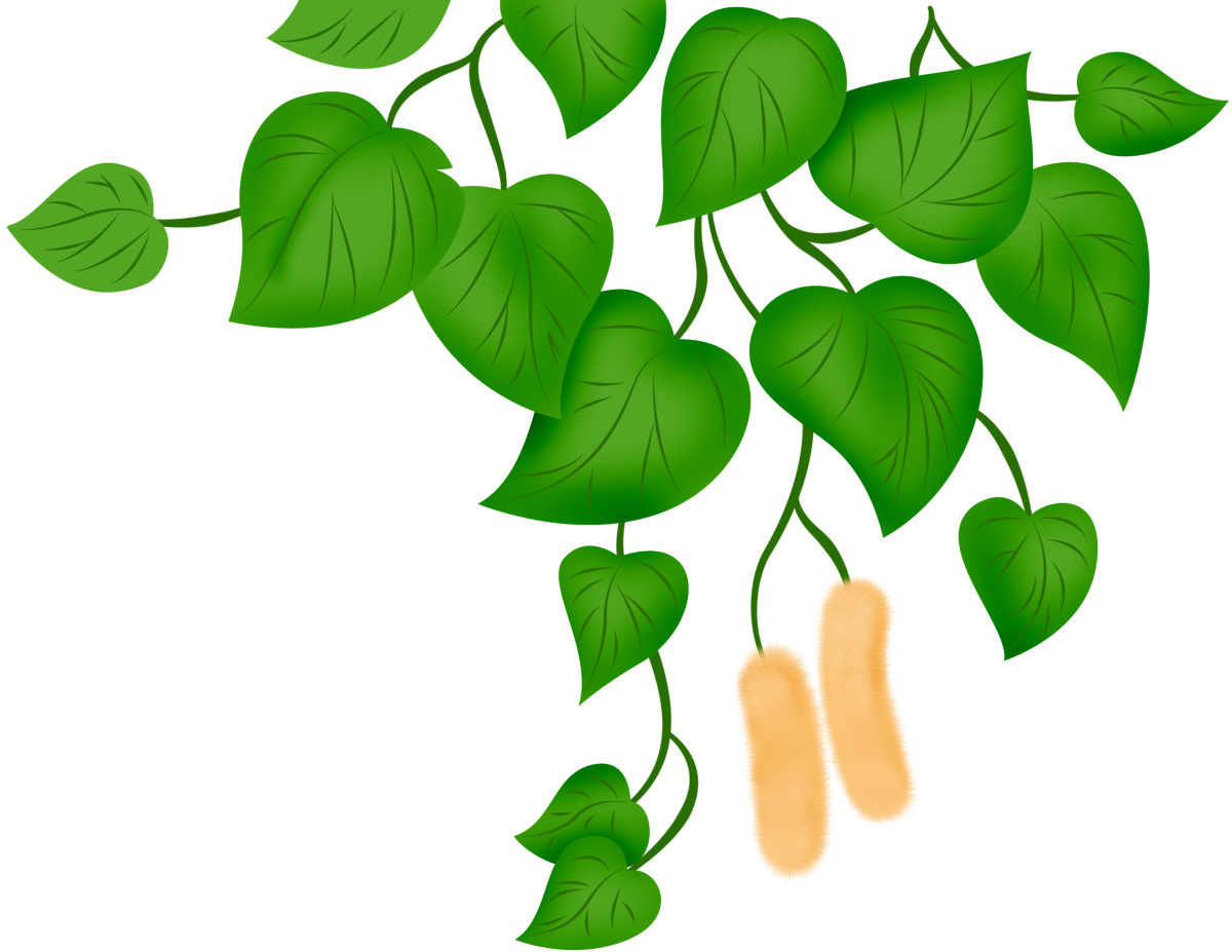 Березовая ветка на прозрачном фоне