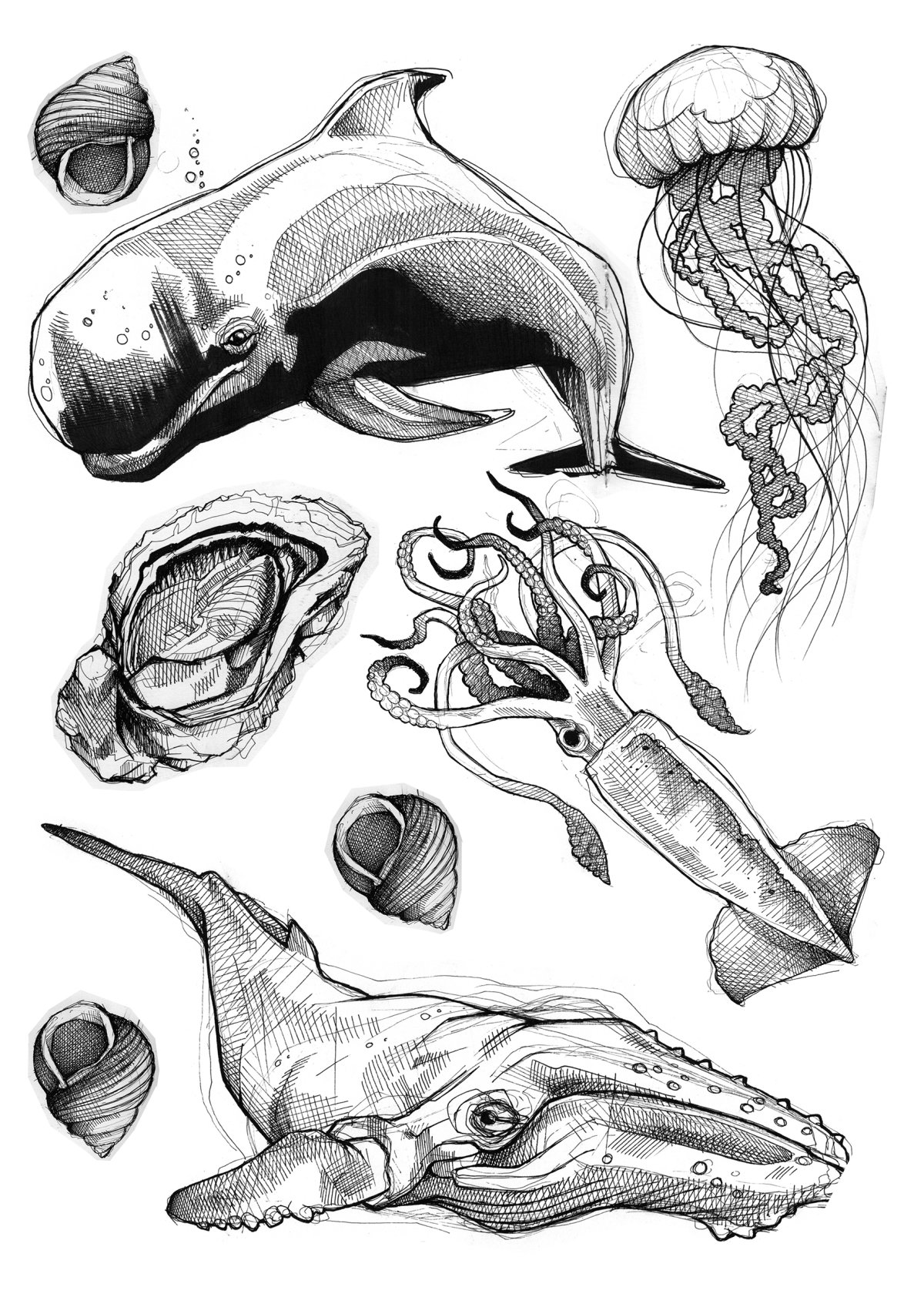 Наброски морских обитателей