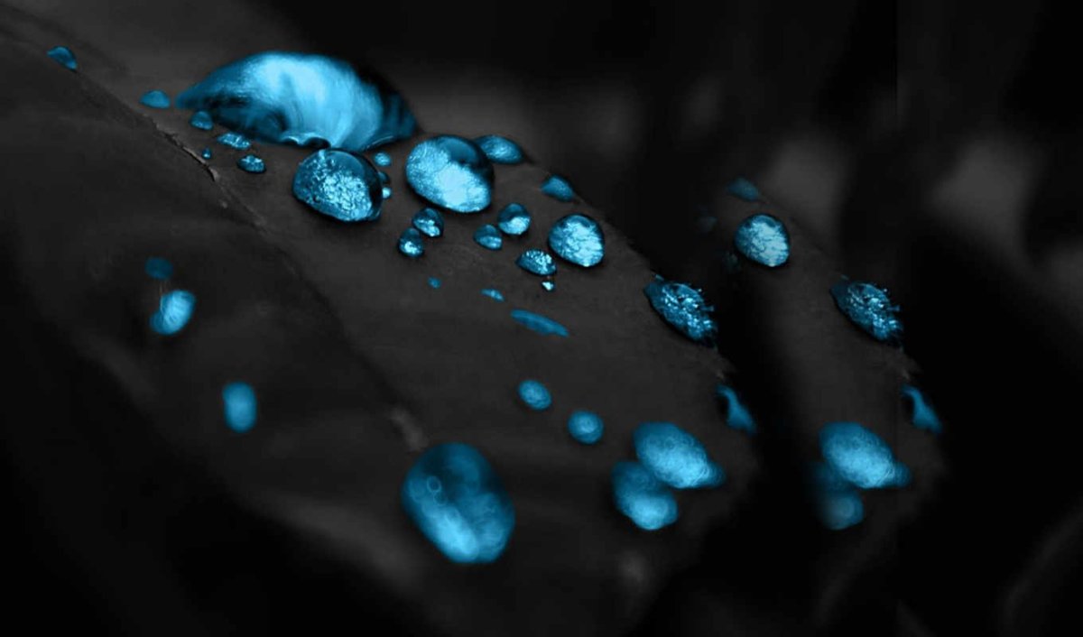 Цветы абстракция