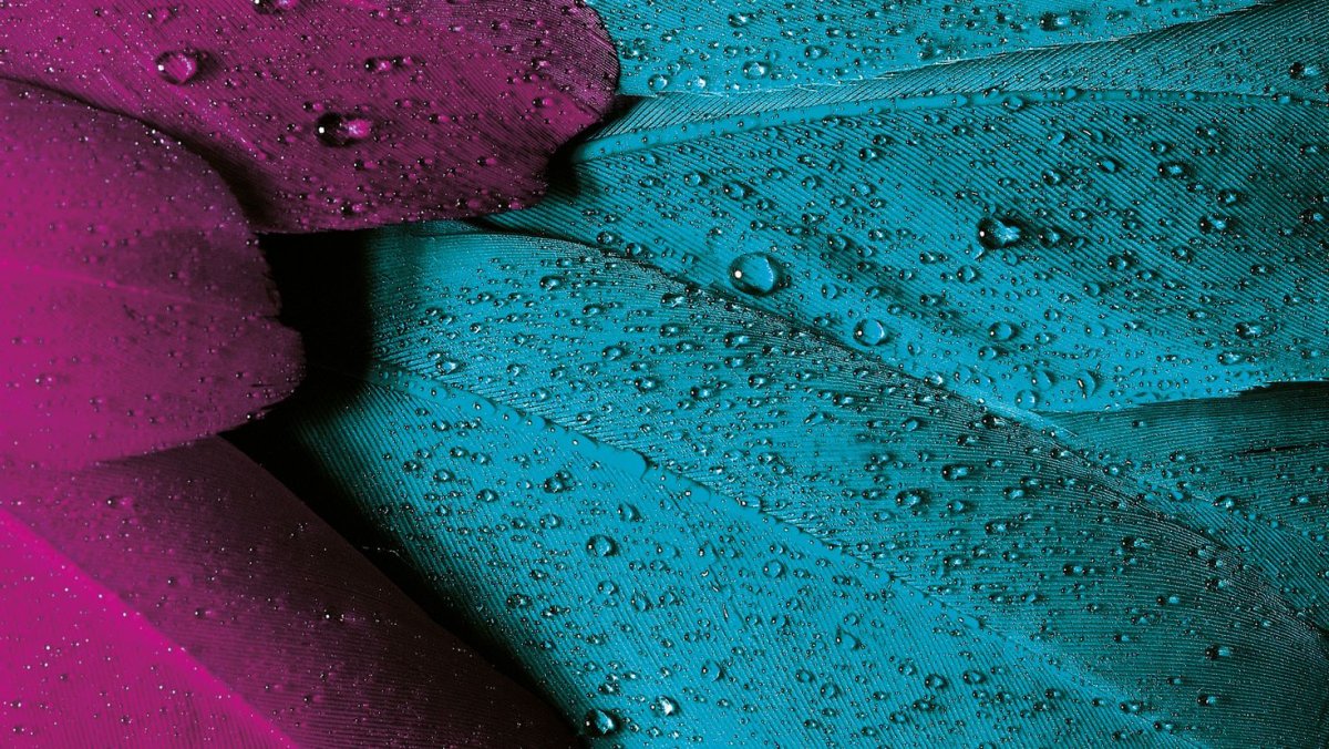 Цветы бирюзового цвета