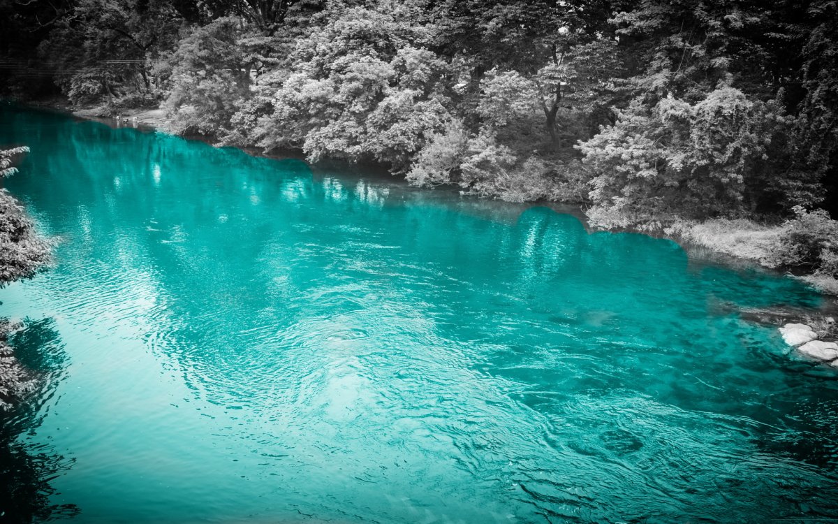 Красивые бирюзовые цветы