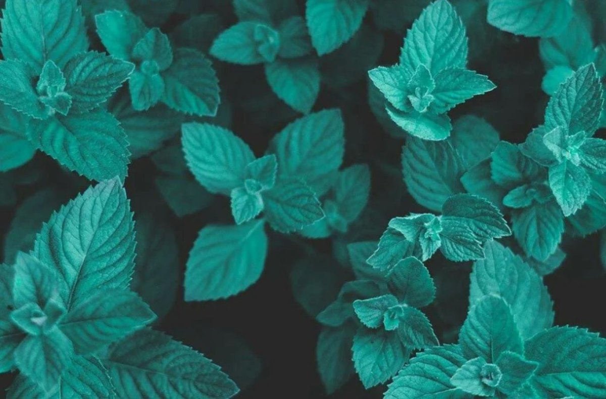 Фон бабочки