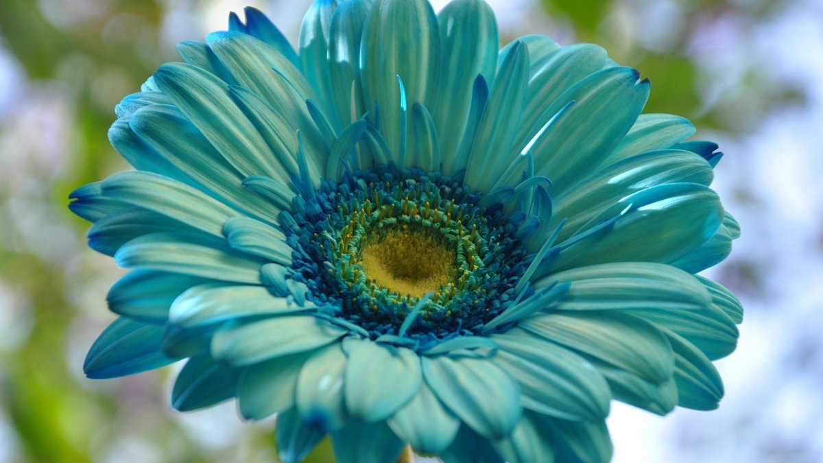 Картинки на рабочий стол одуванчики