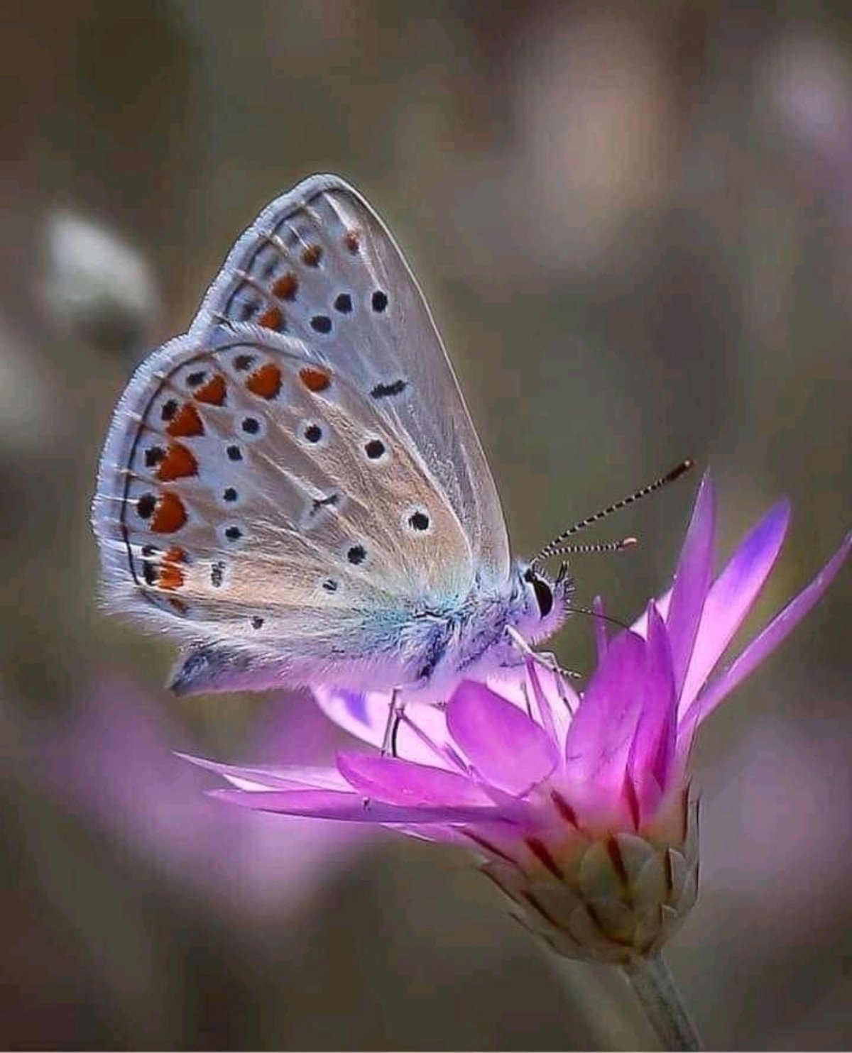 Хорошего настроения бабочки и цветы